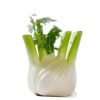 Fenouille