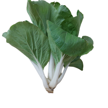 Pakchoi-bio-blanc